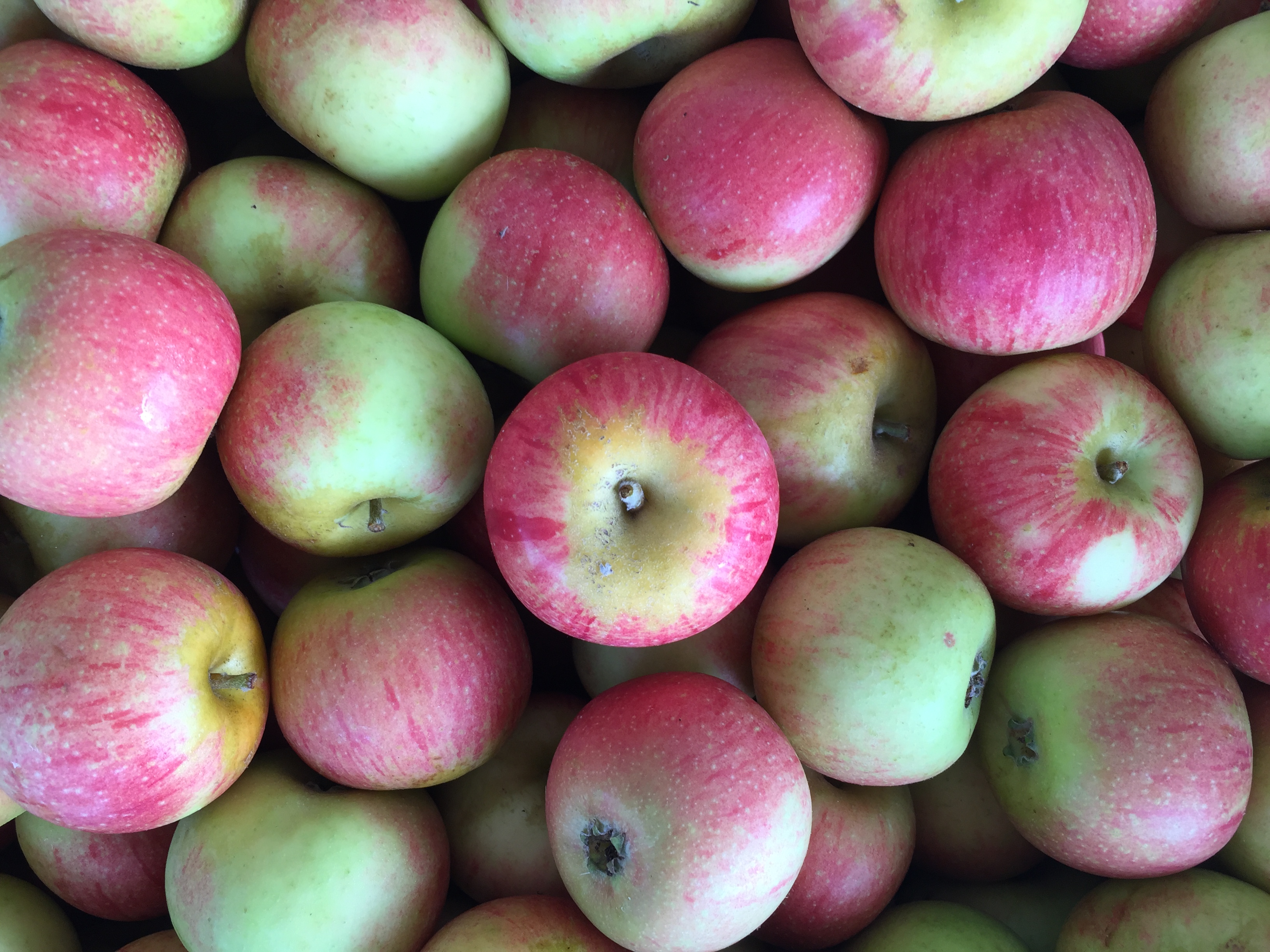 Apple McIntosh and Cheese - New England Apples